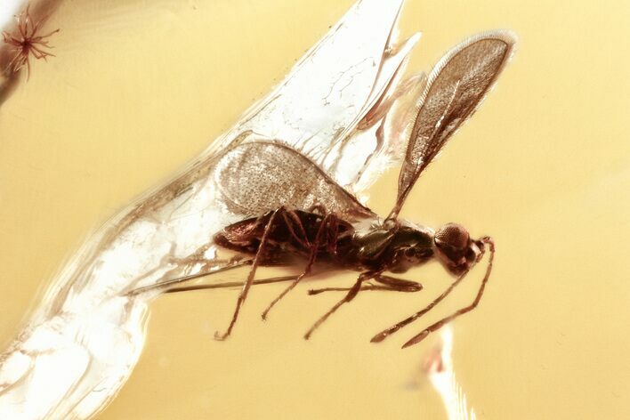 Rare Fossil Micro Fairy Wasp In Baltic Amber #357727